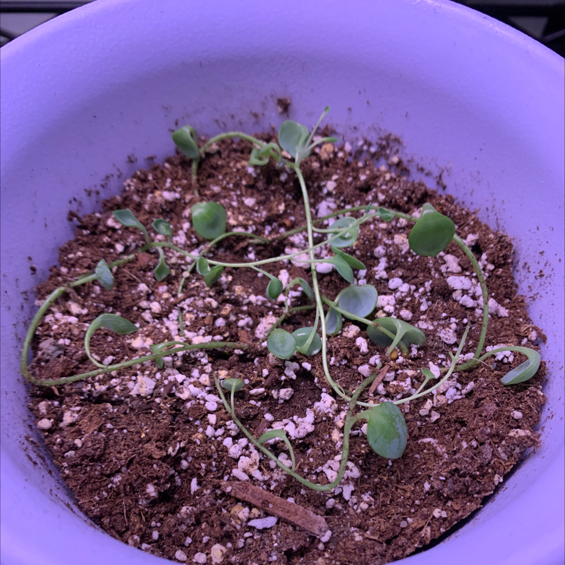 String of Dolphins plant in a pot with visible soil, sparse and slightly wilted growth.