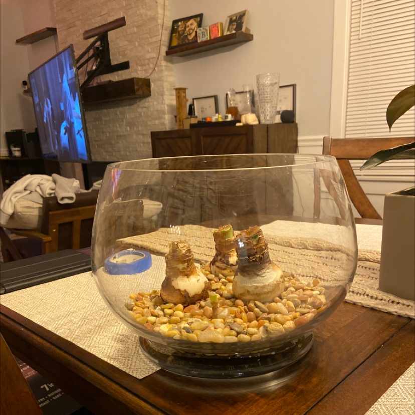Glass bowl with three Barbosa Lily bulbs planted in pebbles, indoors on a wooden table.