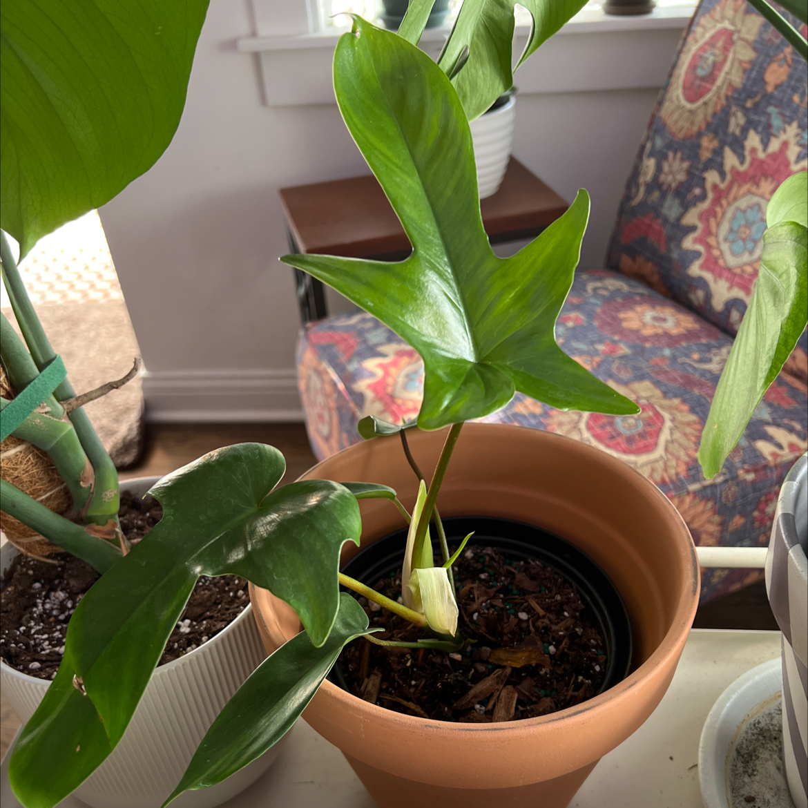 Philodendron 'Florida Ghost' plant in a terracotta pot with healthy green leaves.
