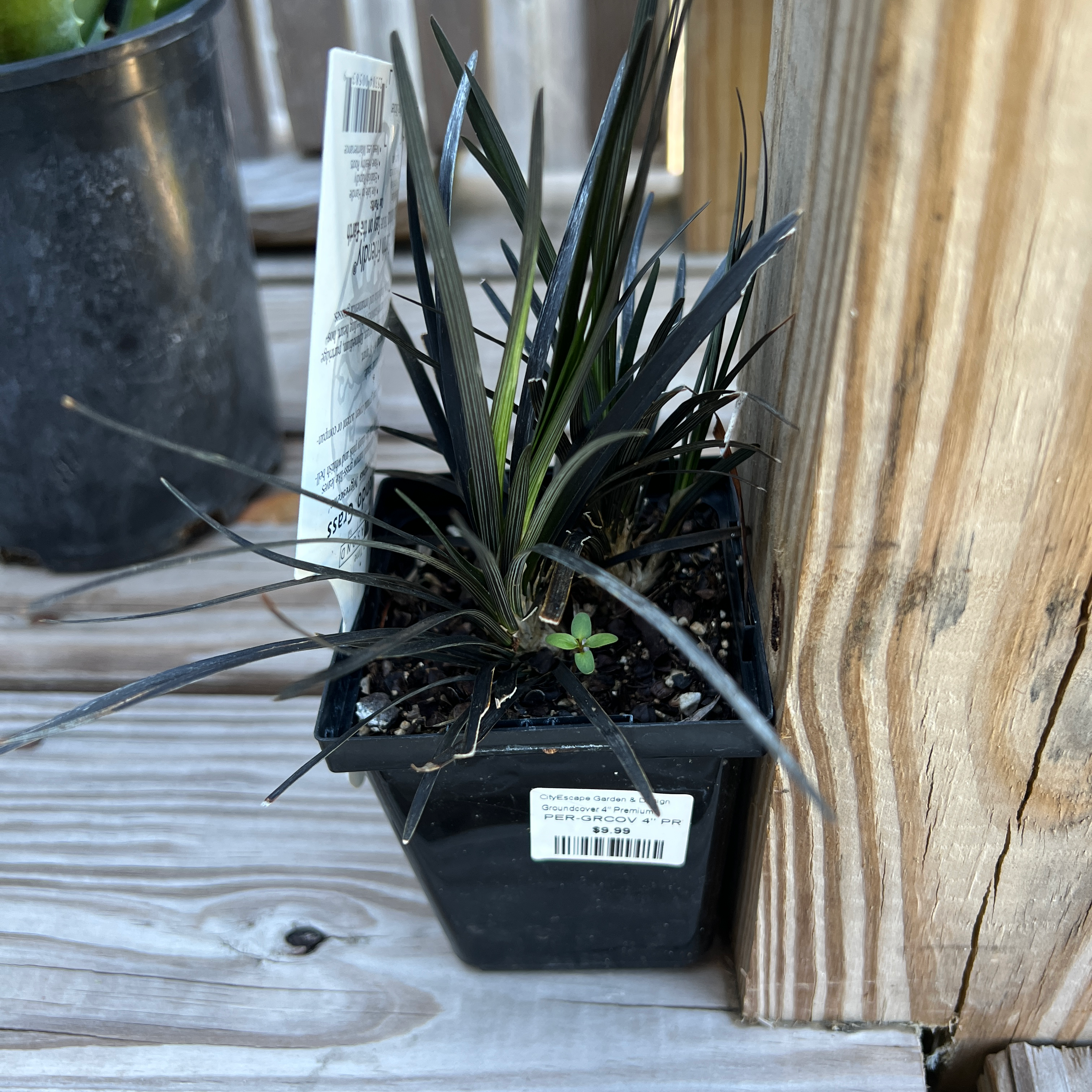 Potted Mondo grass plant on a wooden surface, appears healthy.