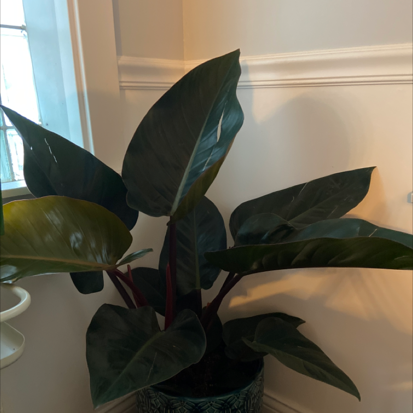 Photo of the plant species Philodendron 'Imperial Red' by @Beejangles named Ruby on Greg, the plant care app