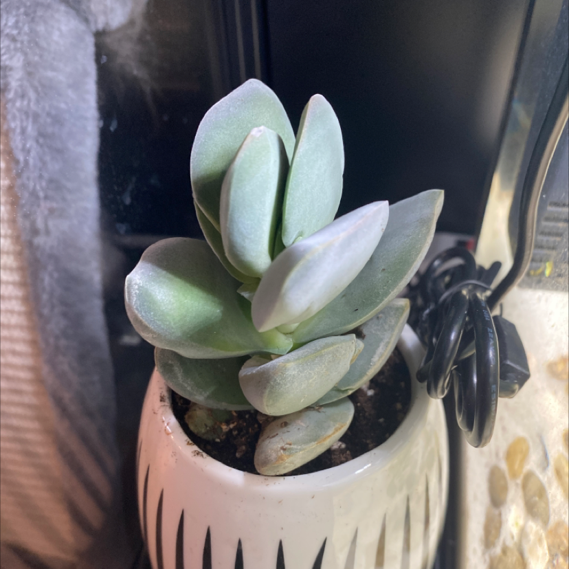 A healthy succulent plant in a decorative pot with no visible signs of disease.