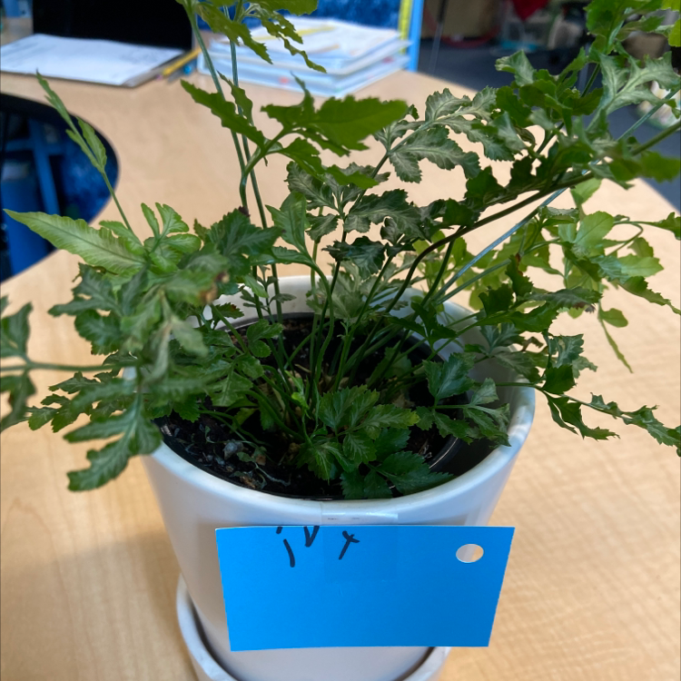Brake Fern in a white pot on a wooden surface with a blue label.