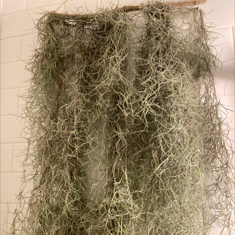 Hanging Spanish Moss plant with thin, curly strands against a tiled background.
