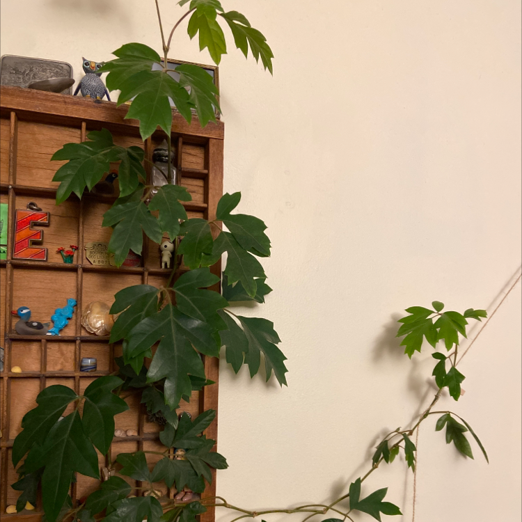 Photo of the plant species Grape Ivy by @emmafogg named Vino on Greg, the plant care app