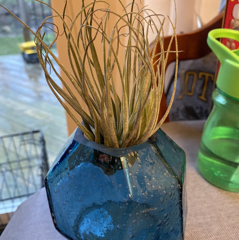 Photo of the plant species Tillandsia gardneri by @Rachdumo named Rick on Greg, the plant care app