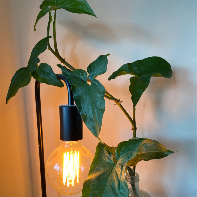 Photo of the plant species Sugar Vine by @Kenzie103 named Danny Devito on Greg, the plant care app