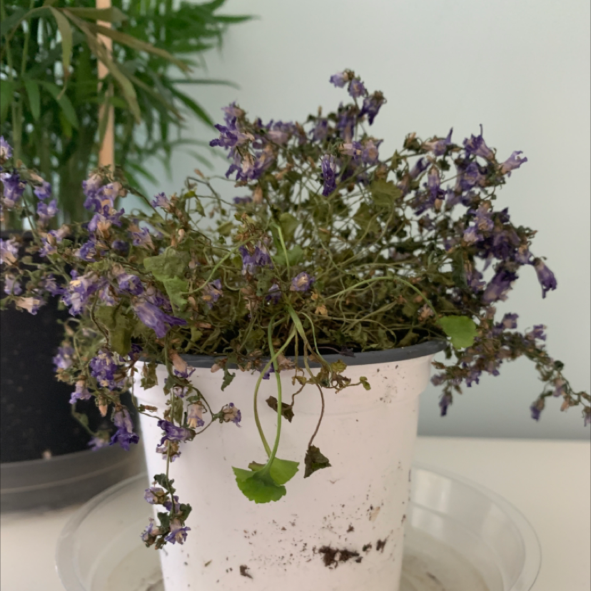 Wilted Peach-Leaf Bellflower in a white pot with visible soil.
