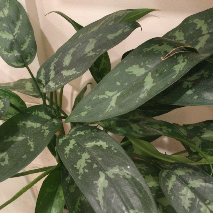 Chinese Evergreen plant photo by Sharon named Bella on Greg, the plant care app.