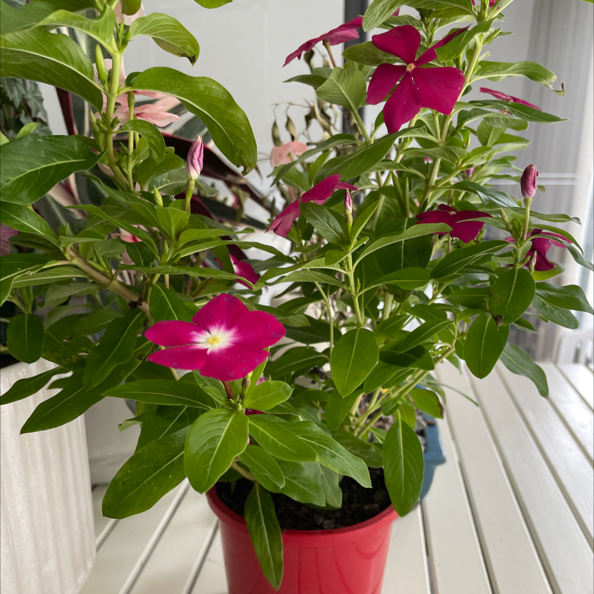 Bright Eyes plant with vibrant green leaves and bright pink flowers in a red pot on a white surface.