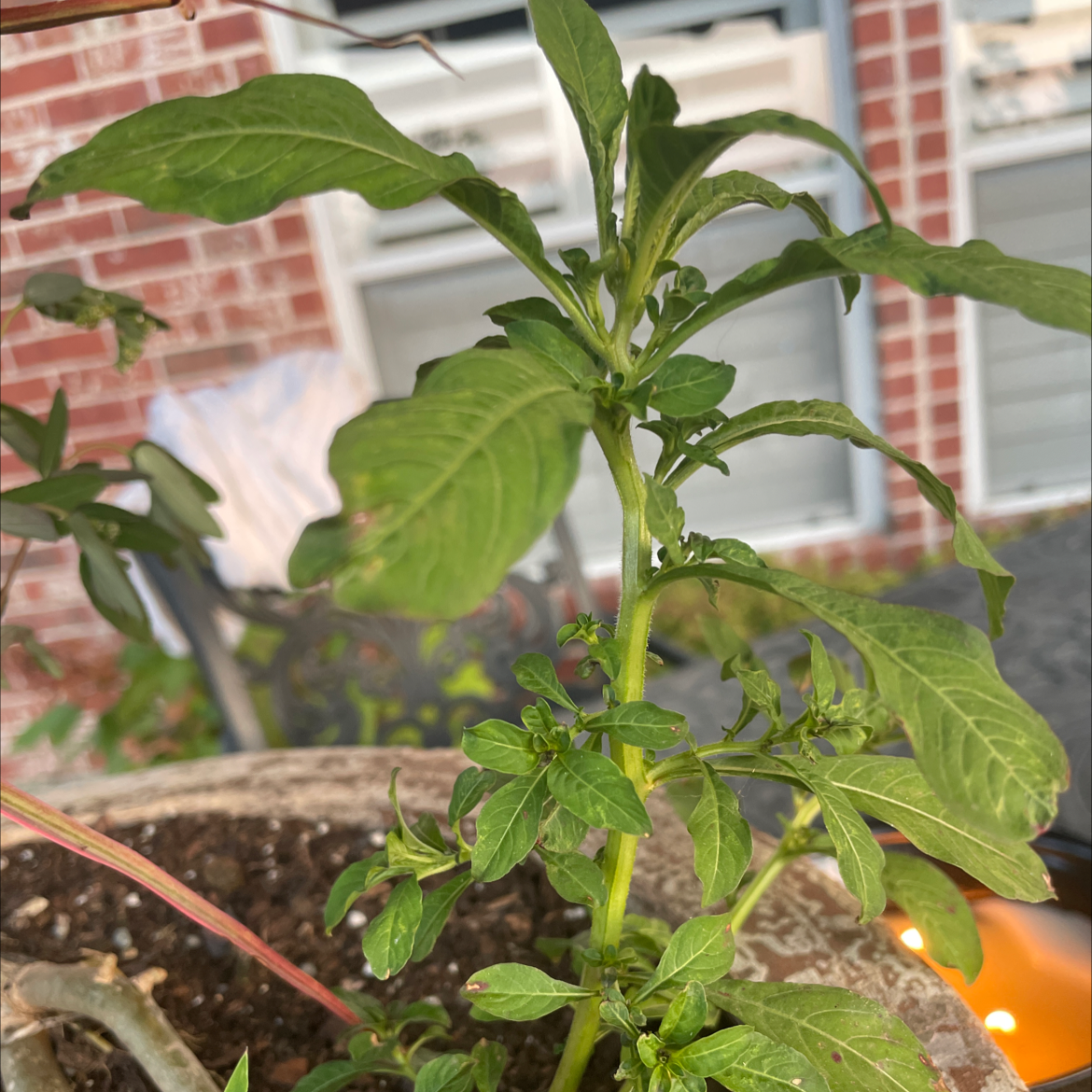 Careless Weed plant in a pot with green leaves, healthy appearance.