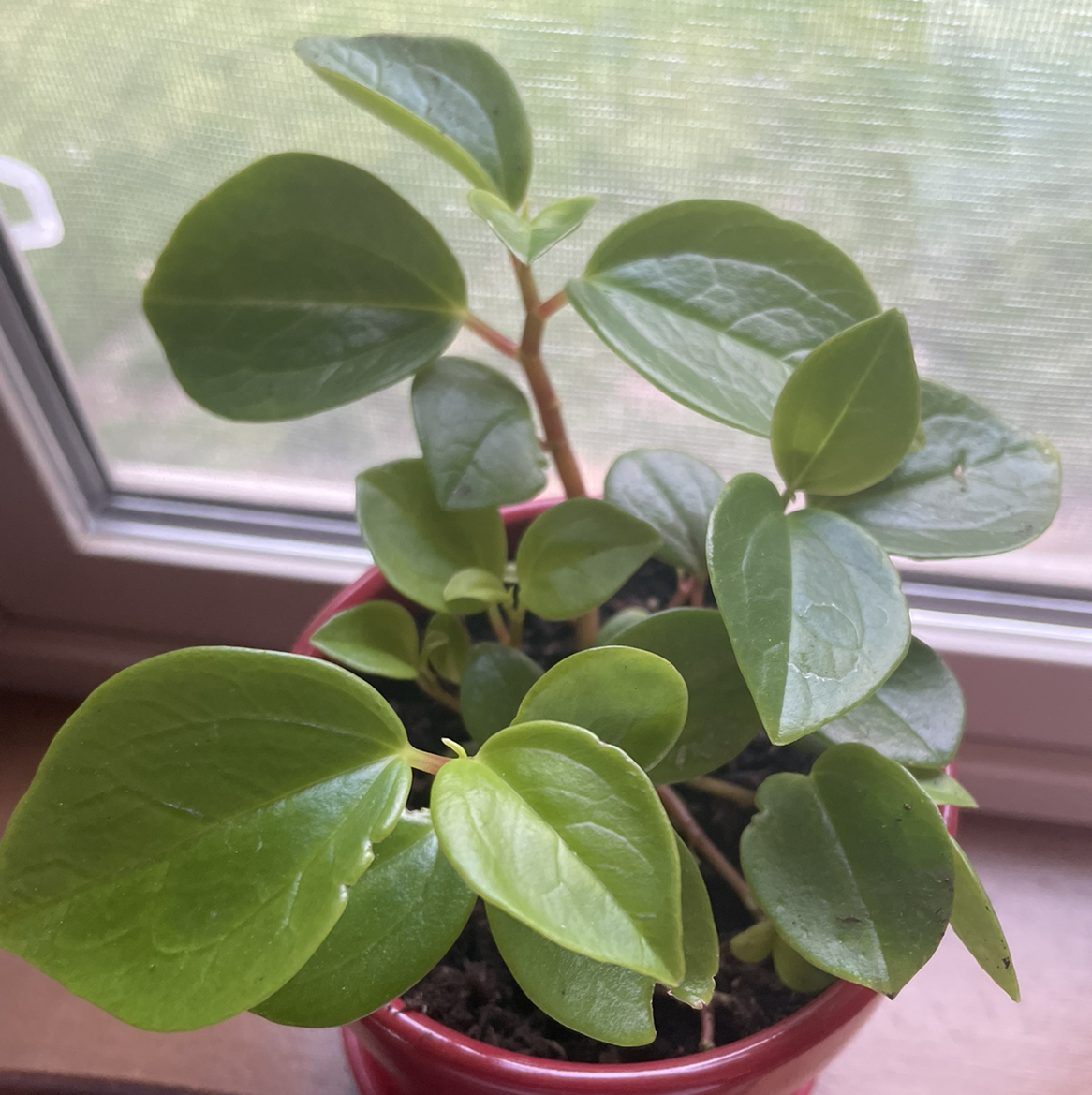 Photo of the plant species Cypress Peperomia by @Madccomish named Morty on Greg, the plant care app