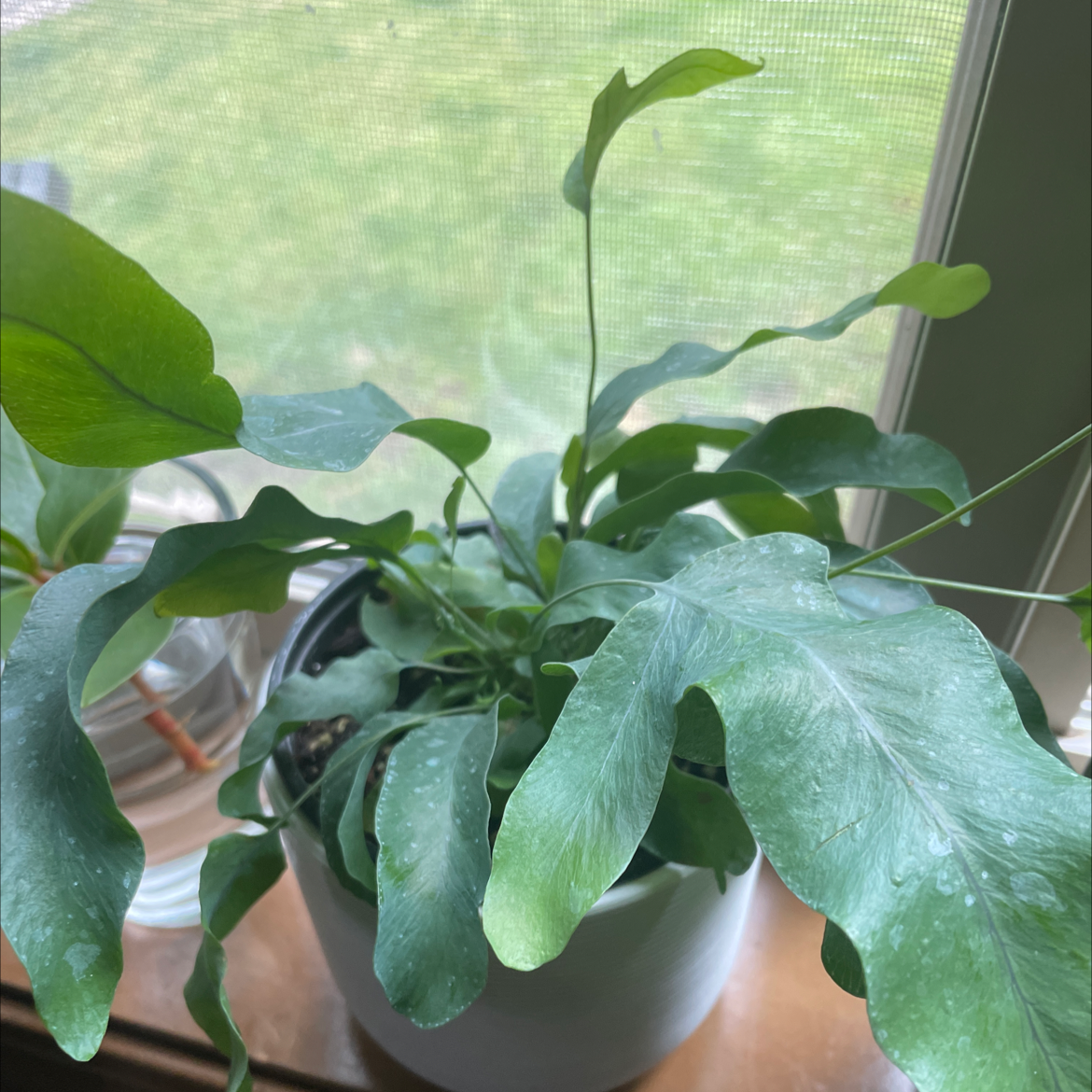 Photo of the plant species Virginia Blue Fern by @Madccomish named Tobias on Greg, the plant care app