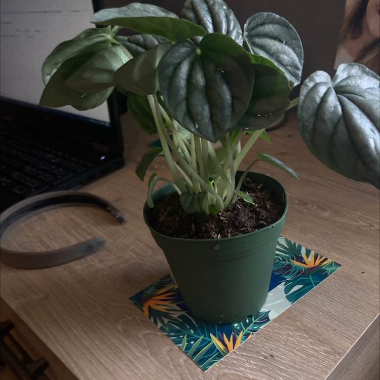 Photo of the plant species Silver Frost Peperomia by Meg named Parson Brown on Greg, the plant care app