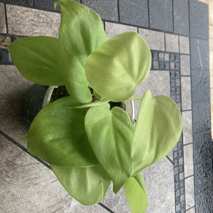 Photo of the plant species Philodendron Lemon Lime by Meg named Boogaloo on Greg, the plant care app