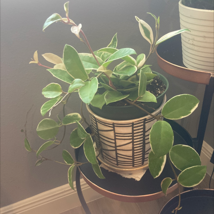 Photo of the plant species Hoya Krimson Queen by Meg named Calanthe on Greg, the plant care app