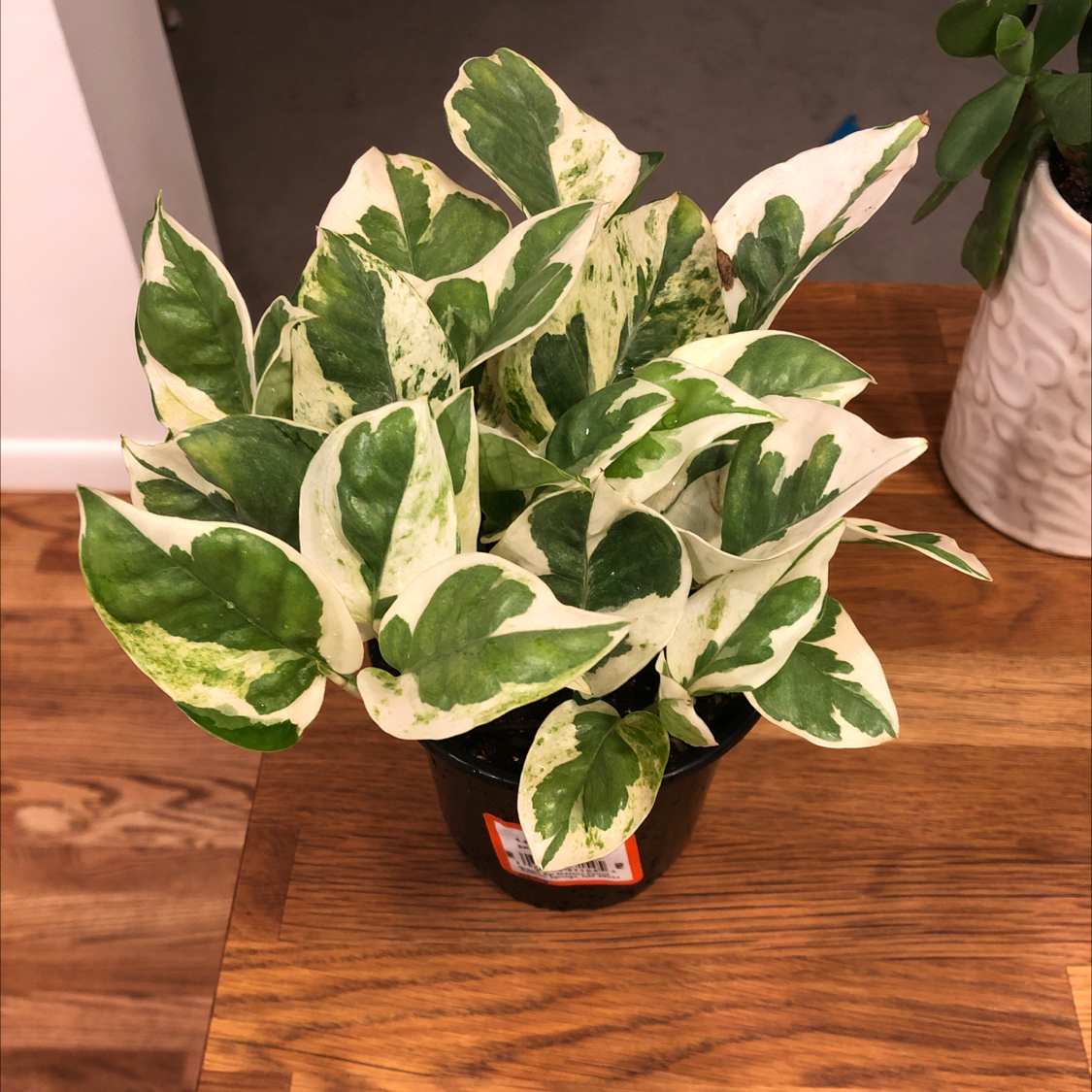 Pearls and Jade Pothos plant with variegated green and white leaves in a pot on a wooden surface.