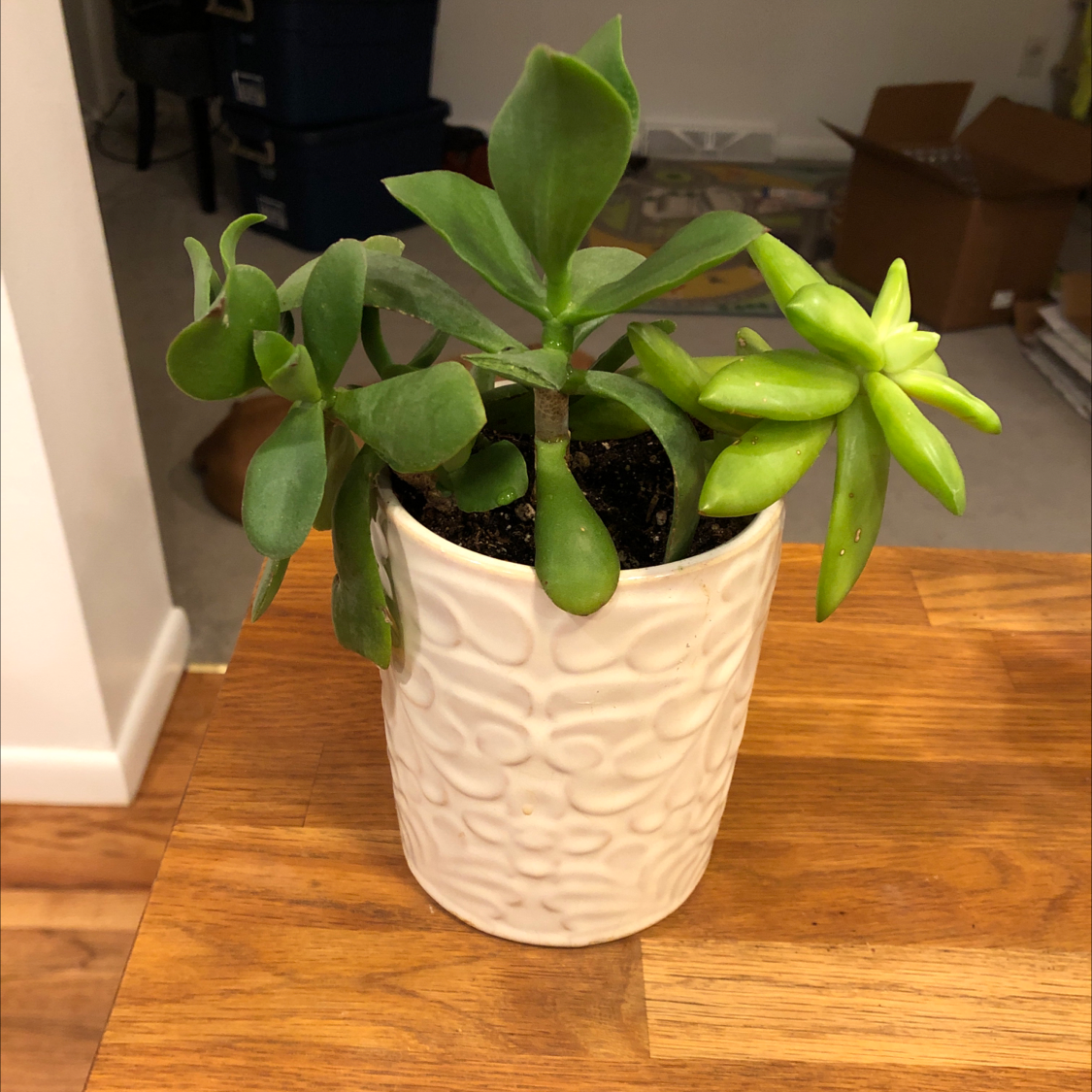 Potted Silver Dollar Plant with healthy green leaves on a wooden surface.