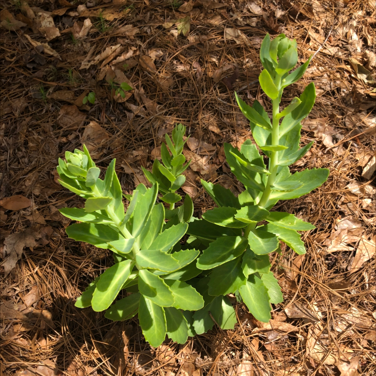 Healthy Showy Stonecrop plant with thick green leaves growing in loose soil outdoors.