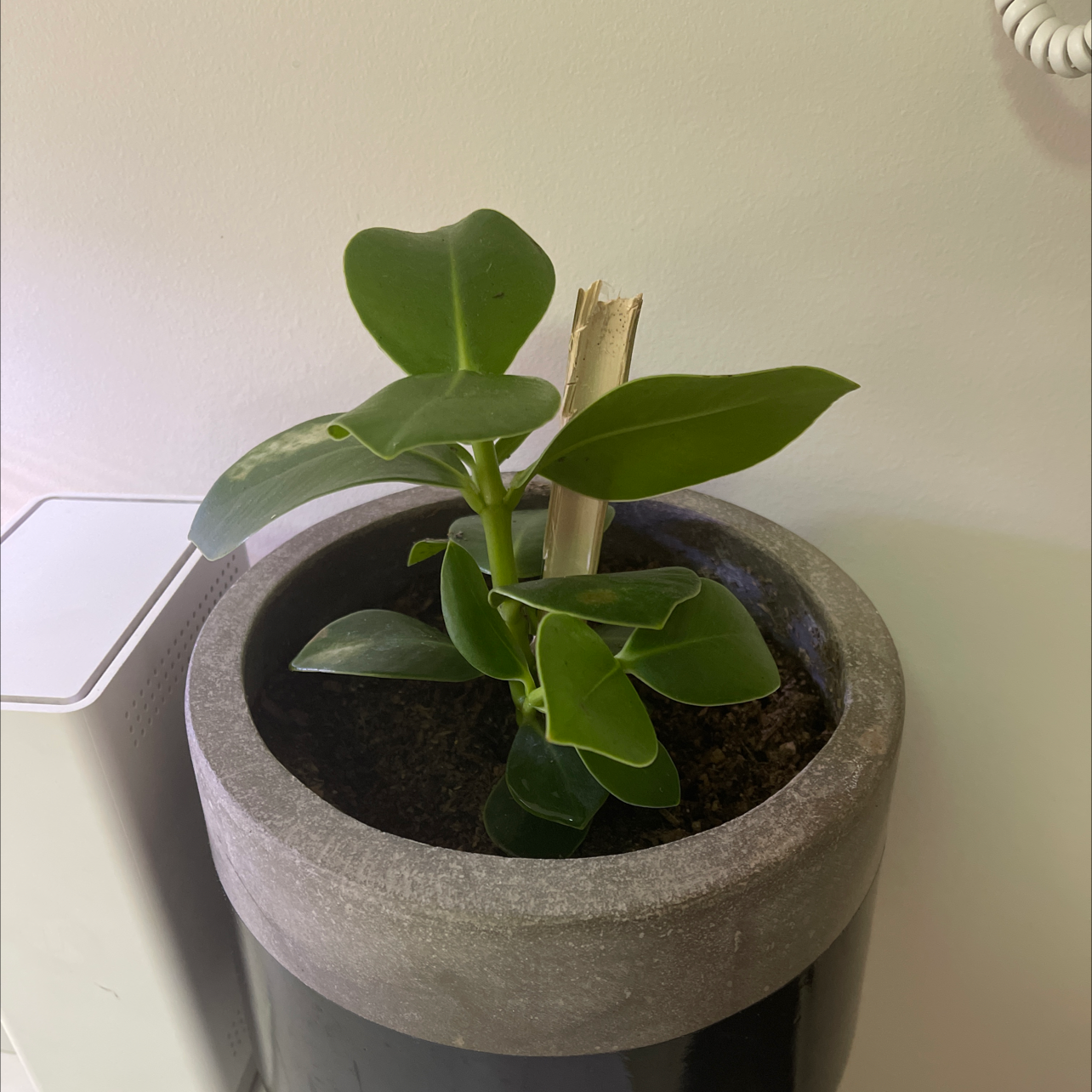 Potted Autograph Tree with healthy green leaves and visible soil.