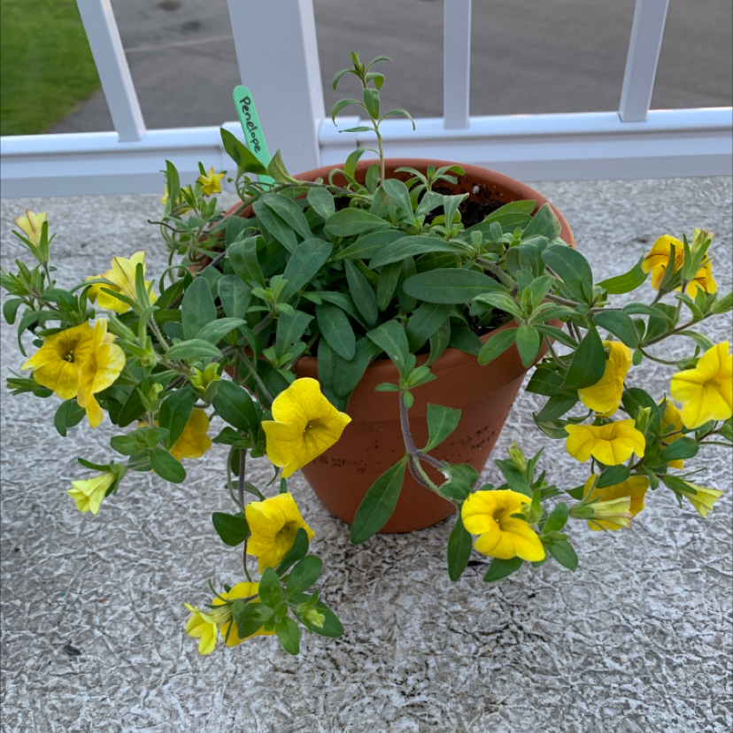 Potted Million Bells plant with vibrant yellow flowers, healthy appearance.