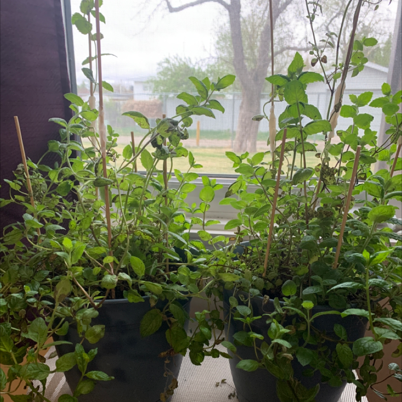Spearmint plant photo by @Sydney1234 named Brigitta and Georgette on Greg, the plant care app.