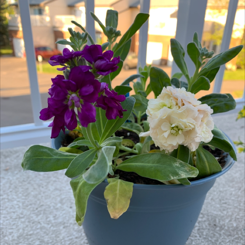 Brompton Stock plant in a blue pot with purple and white flowers. Some leaves are yellowing.