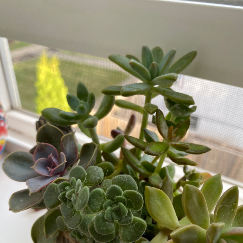 Photo of the plant species Bluff Lettuce by @zoeylambstone named The Succulent clan￼ on Greg, the plant care app