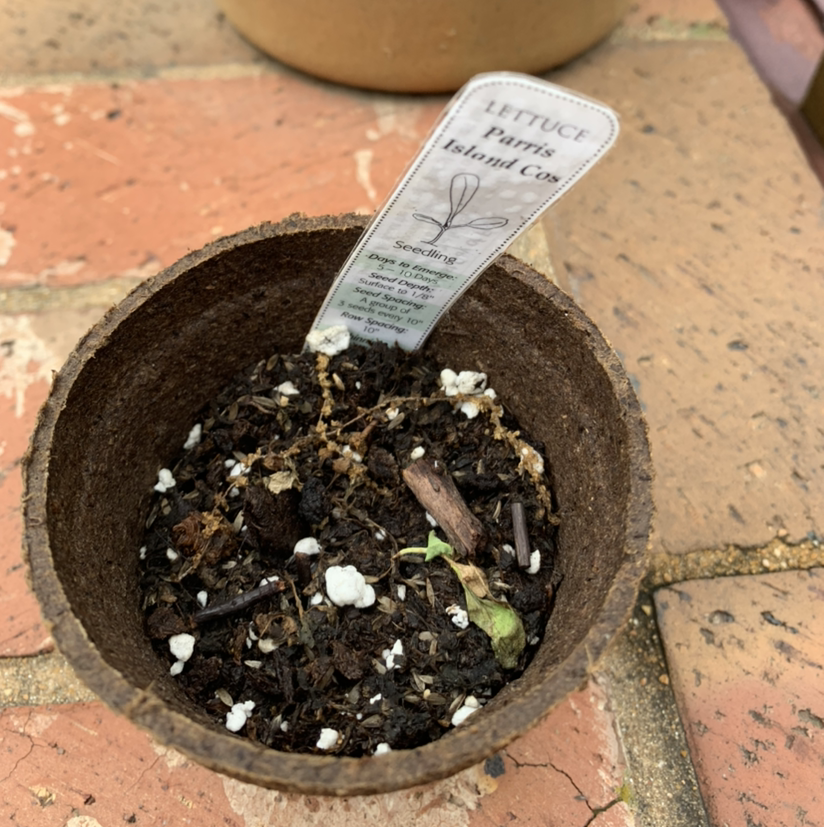 Photo of the plant species Parris Island Cos Lettuce by @Plantloversohaila named Paris island cos lettuce on Greg, the plant care app