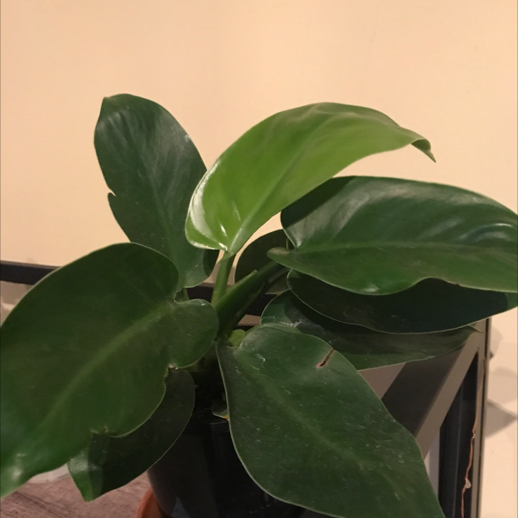 Philodendron 'Imperial Green' plant with broad, glossy green leaves.