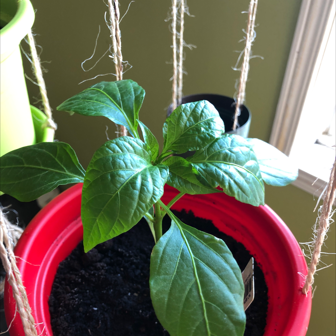 Healthy banana pepper plant in a red pot with visible soil.