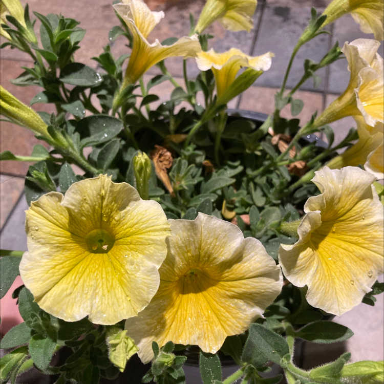 Million Bells plant with yellow flowers, some leaves show slight browning.