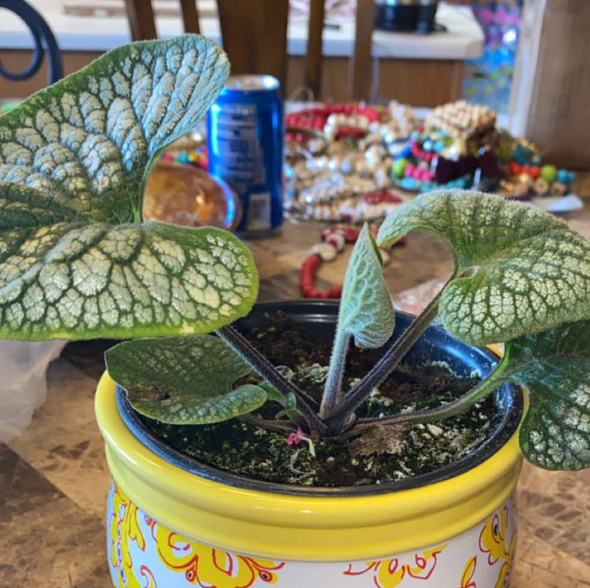 false Forget-Me-Not plant in a decorative pot with healthy veined leaves.