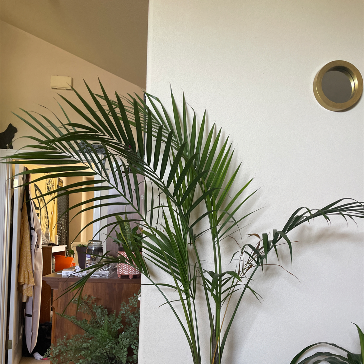 Healthy, thriving Cat Palm houseplant with lush green fronds, no signs of disease or distress, in an indoor home setting.