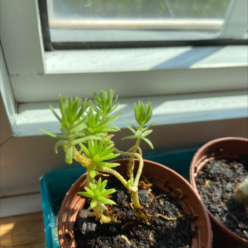 Jenny's Stonecrop plant in a pot near a window, with visible soil and minor yellowing at the base.