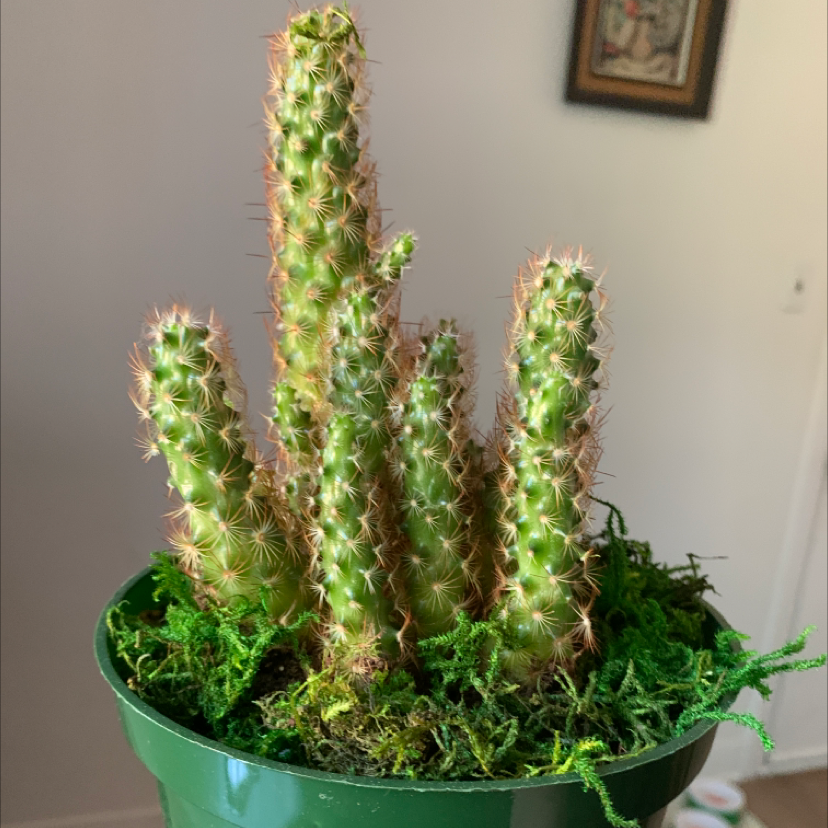 Photo of the plant species Haageocereus decumbens by Charlotte named tit cactus on Greg, the plant care app