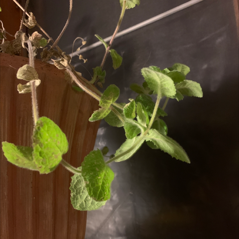 Apple Mint plant in a brown pot with some healthy and some wilting leaves.