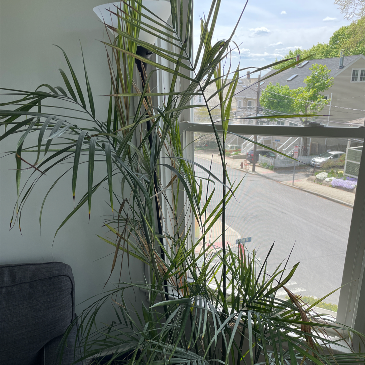Lush, healthy cat palm with long green fronds, photographed near a window in an indoor setting.