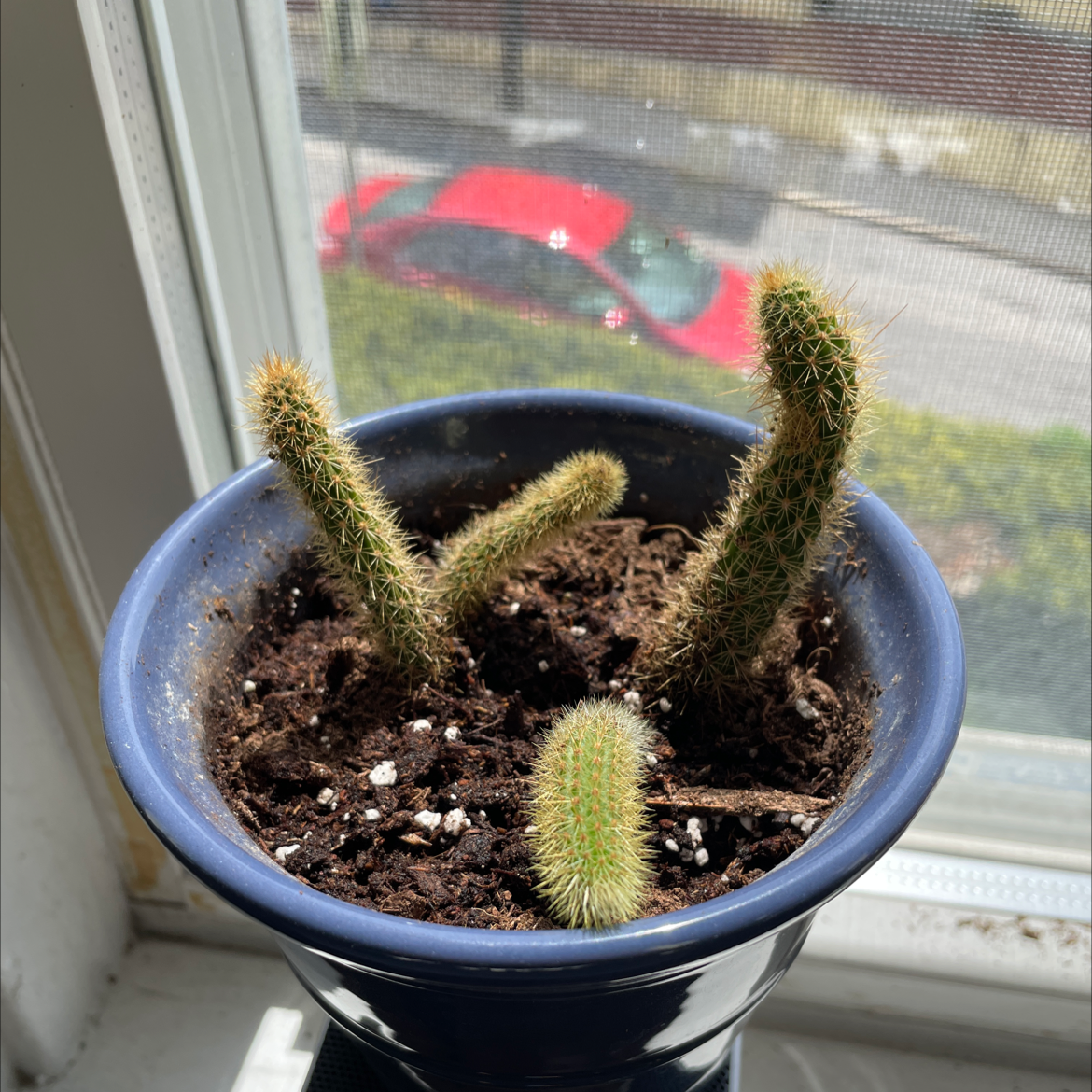 Potted Golden Snakecactus with multiple stems in a blue pot near a window.