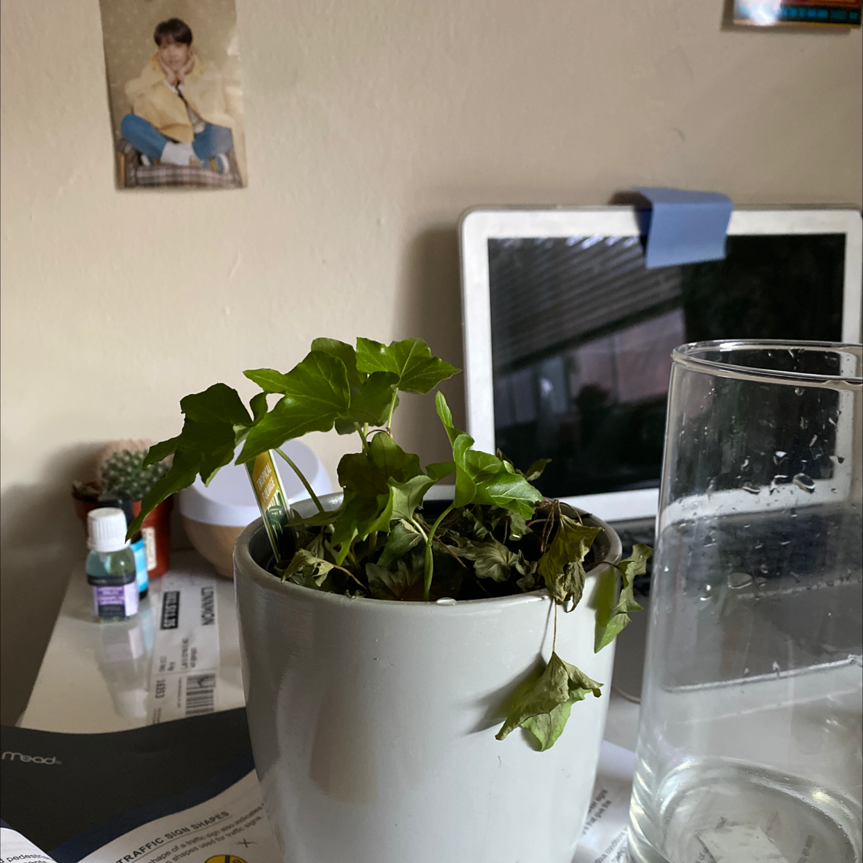 Photo of the plant species Tropical Foliage by Gabrielle named Charles on Greg, the plant care app