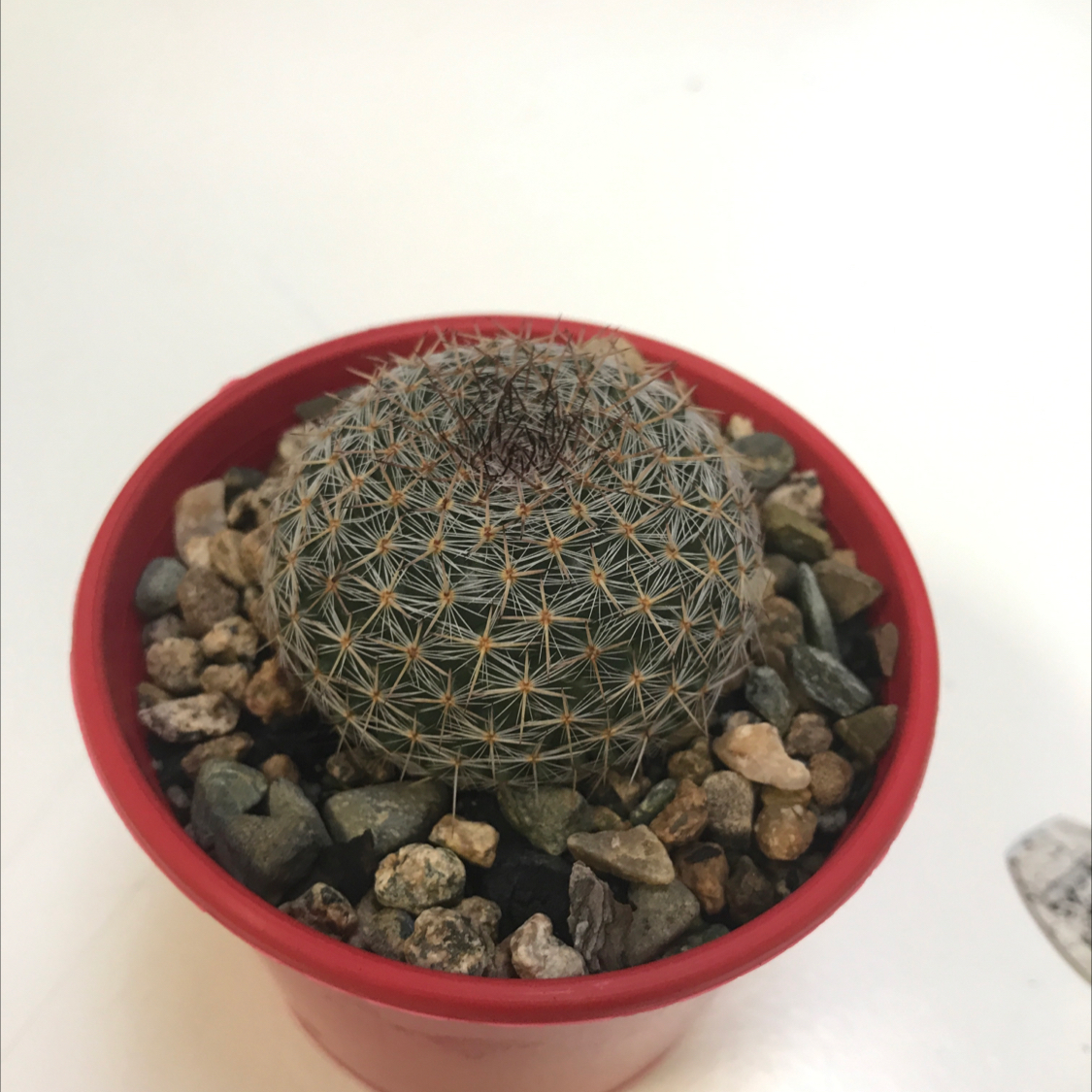 Mexican Pincushion plant photo by Sammy named Baesil on Greg, the plant care app.