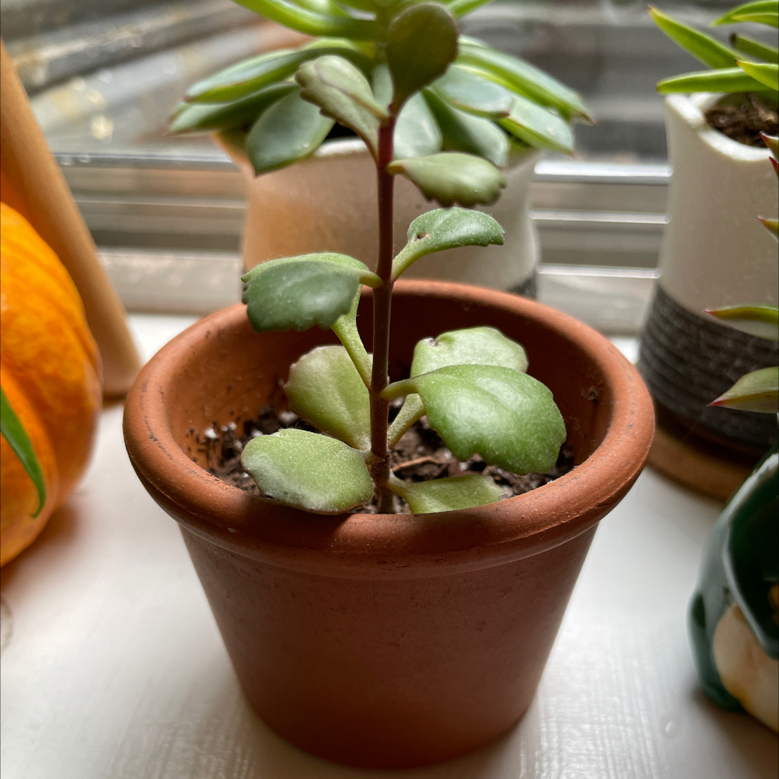 Potted Lavender Scallops plant with healthy, fleshy leaves in a terracotta pot.