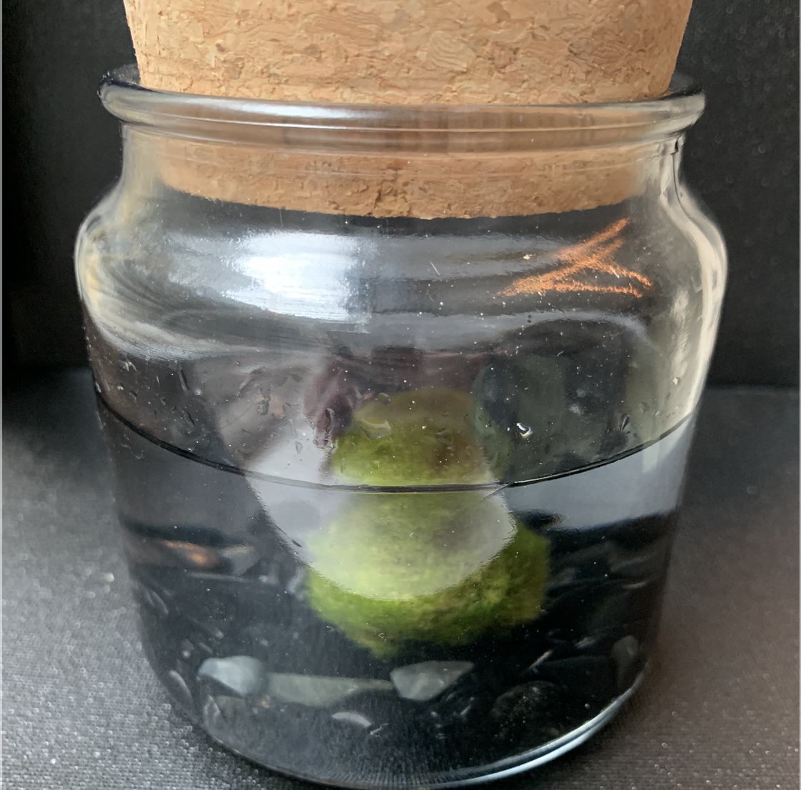 Marimo moss ball submerged in water within a glass jar with a cork lid.