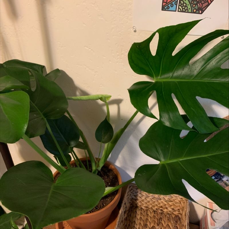 Photo of the plant species Hoya by Mary named Monty on Greg, the plant care app