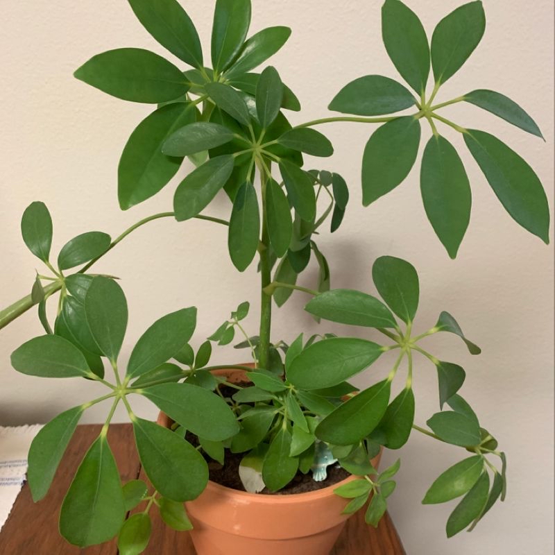 Healthy potted Dwarf Umbrella Tree with vibrant green umbrella-like leaves, no signs of disease or discoloration.