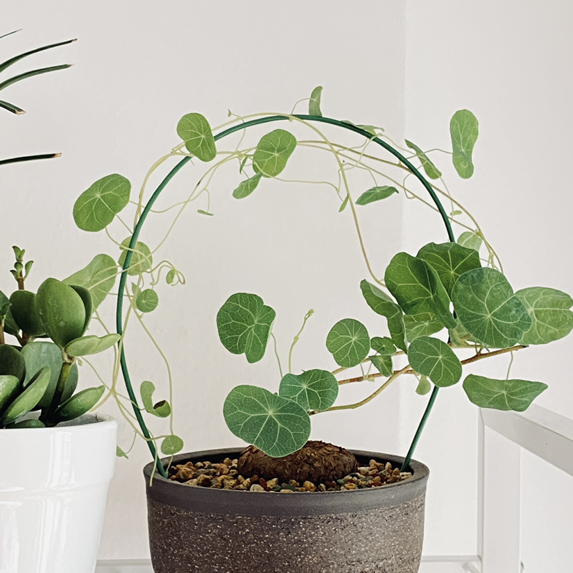 Garden Nasturtium plant in a pot with a support structure, healthy green leaves, no flowers.