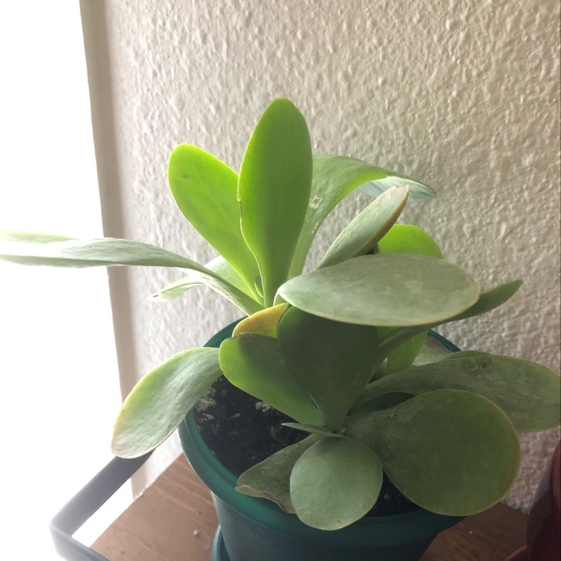 Plant care for Bromelaid on Greg, the plant care app