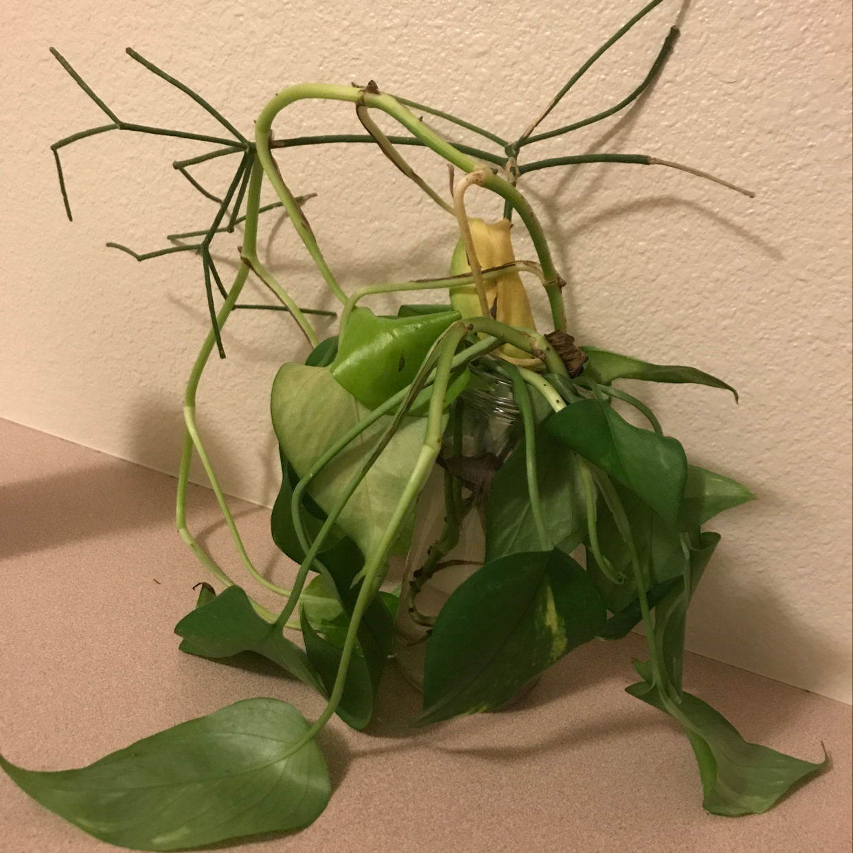 A healthy jade pothos plant with vibrant green heart-shaped leaves and trailing vines, exhibiting some minor yellowing on lower leaves.