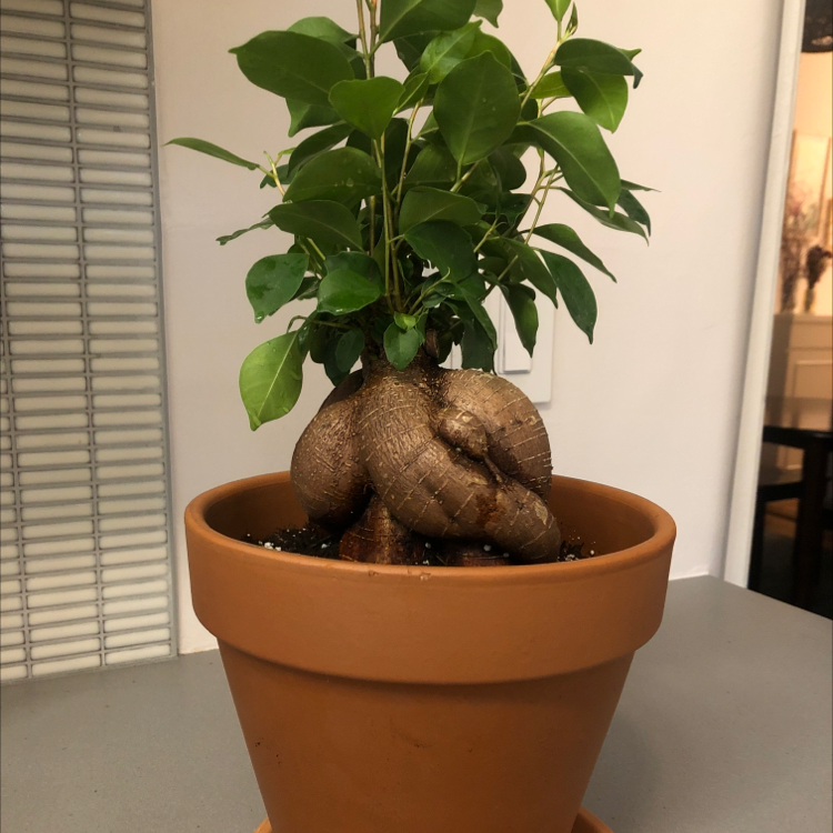 Healthy Ficus Ginseng plant with braided trunk and lush green leaves in terracotta pot, thriving specimen.