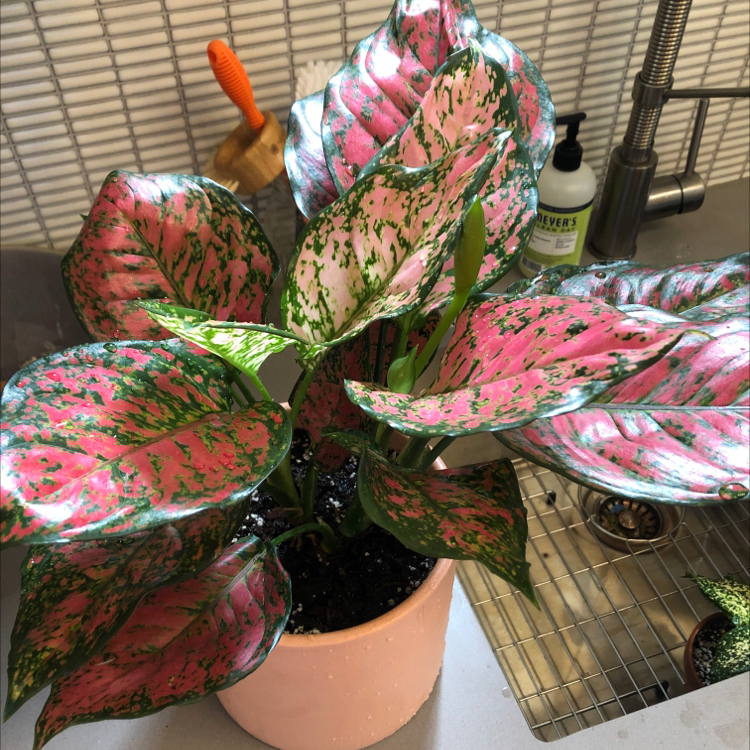 Aglaonema 'Pink Splash' plant photo by @Julia named Ruth on Greg, the plant care app.